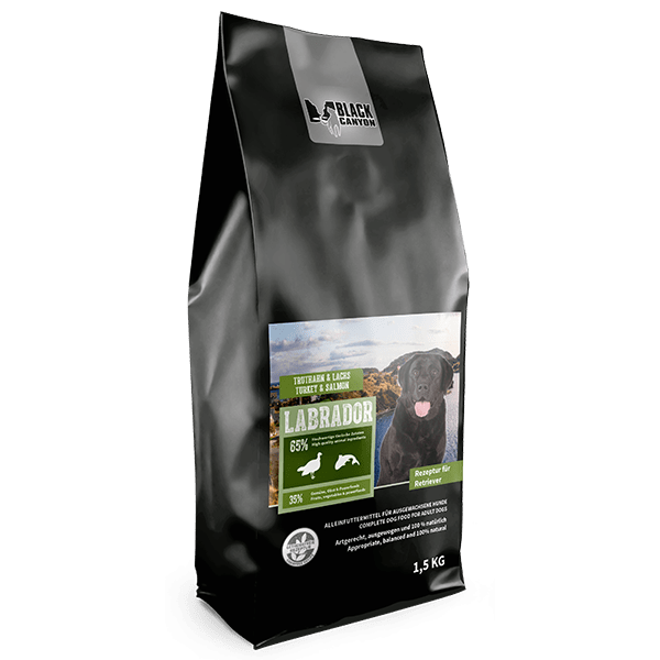 Labrador_15kg_facing_right-min_3052