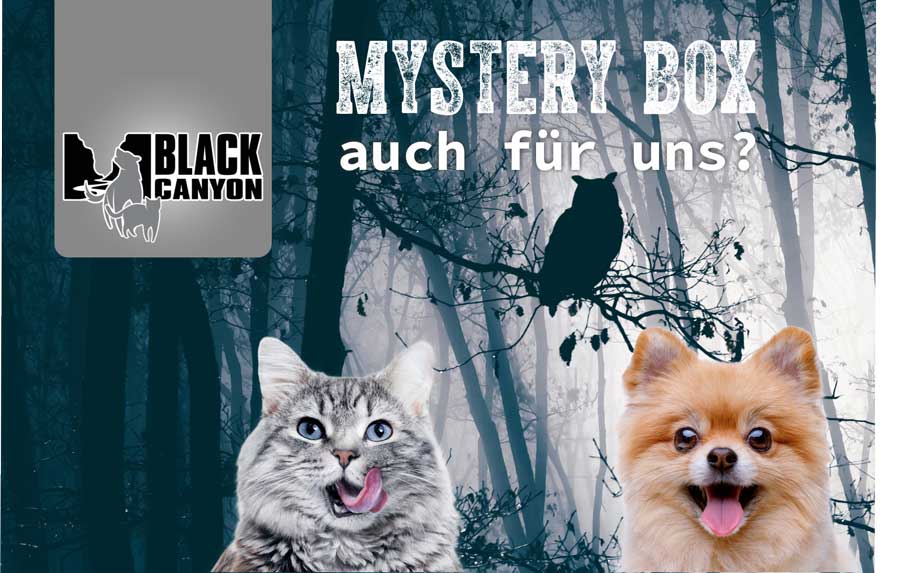 mystery-box-umfrage-klein